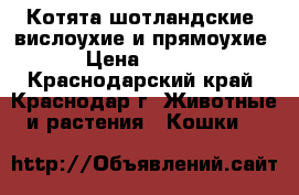 Котята шотландские, вислоухие и прямоухие. › Цена ­ 3 000 - Краснодарский край, Краснодар г. Животные и растения » Кошки   